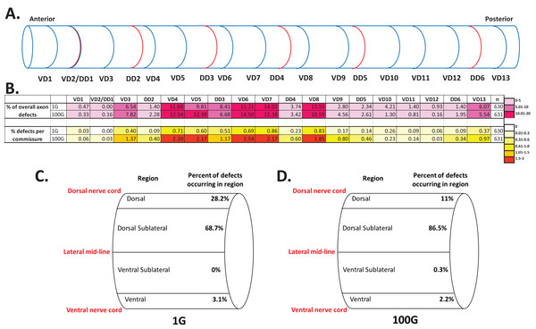 Spatial distribution of axonal defects in 1G and 100G hypergravity exposed animals.