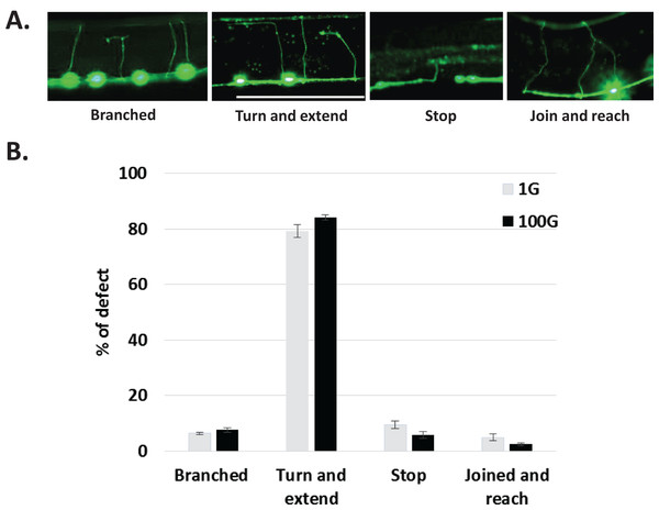 Qualitative characterization of axonal defects in 1G and 100G hypergravity exposed animals.