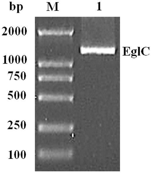 Amplification of a DNA fragment encoding the EglC gene from Citrobacter farmeri A1.
