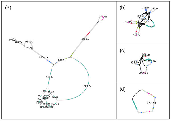 The original assembly graph of the fosmid data as delivered by SPAdes (A) and the simplifications obtained by RGFATools (B, C, D).