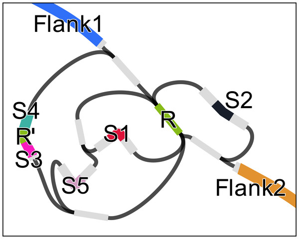 Assembly graph of a 2.3 kbp region of the genome of Acinetobacter sp. ADP1 containing a CRISP with 6 instances of a 28 bp repeat (R), one of which containing a mismatch (R’) and 32 bp long spacers (S1–S5).