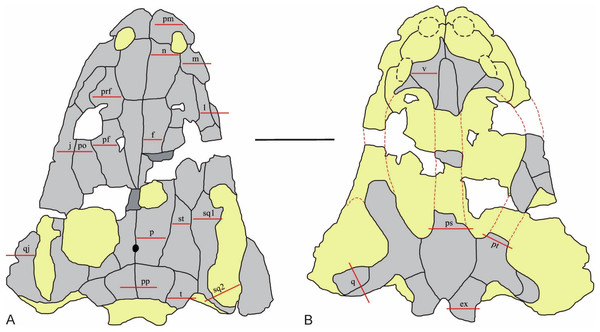 The sectioning planes of the Metoposaurus krasiejowensis skull (UOPB 01029) from the Late Triassic of Poland.