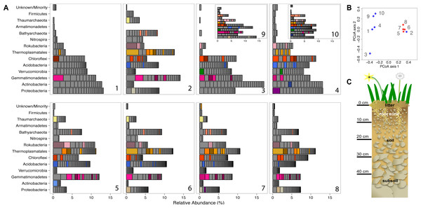 Prokaryotic diversity and abundance over sampling time and depth.