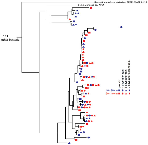Gemmatimonadetes phylogenetic ribosomal protein S3 tree.