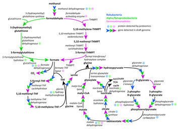 Proteogenomic analyses indicate bacterial methylotrophy and archaeal ...