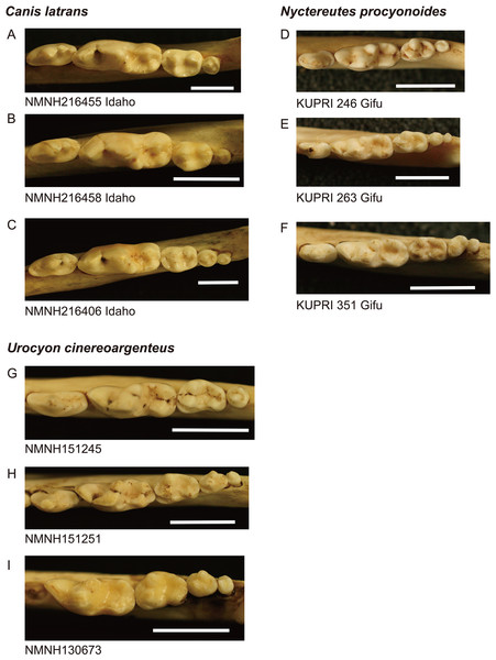 Images of lower molar rows (P4 to M3 or M4) from the occlusal view in the three species examined.