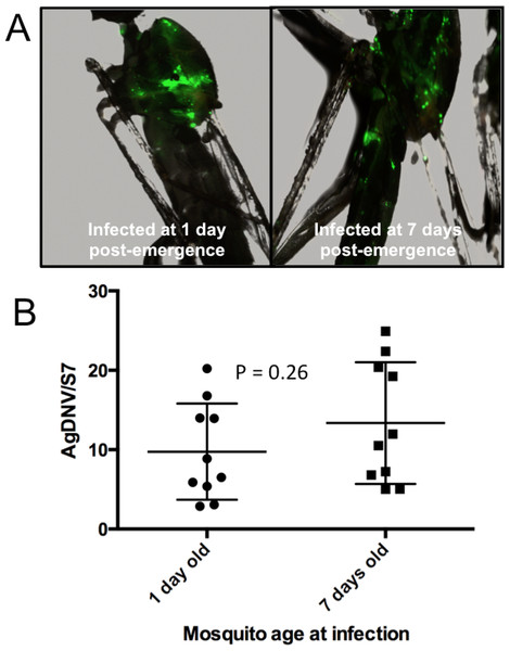 Effect of mosquito age at infection on AgDNV replication.