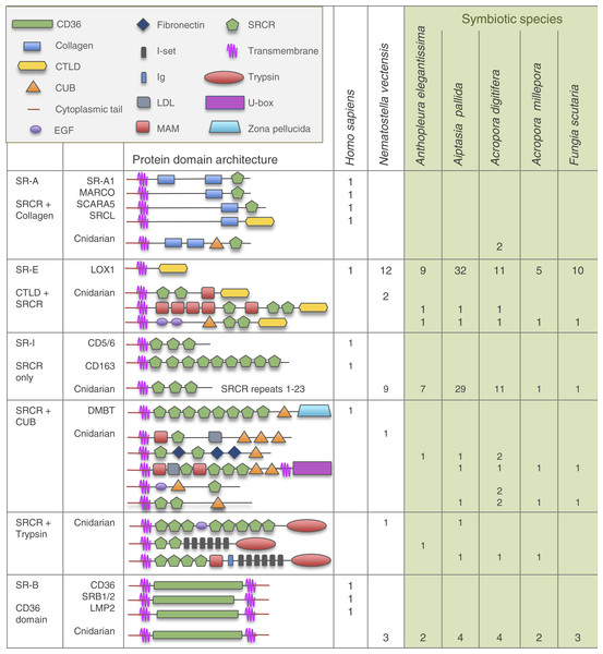 Domain architecture of cnidarian SR domains in the six resources searched compared to human SRs.