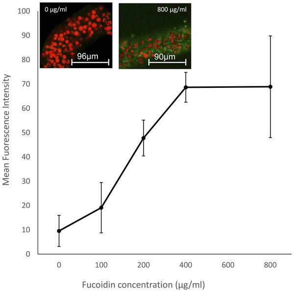 Effect of SR inhibition by fucoidan on immune stimulation in symbiotic A. pallida.