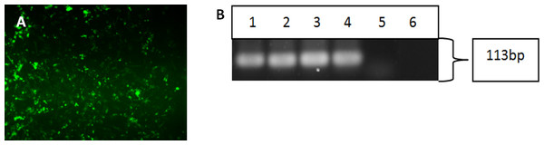 Characterisation of differentiated cells using IF staining and RT-PCR.