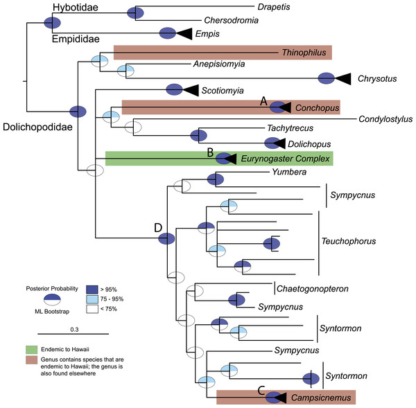 Majority rule consensus tree summarizing Bayesian analysis of the endemic Dolichopodidae, with the large radiations, Eurynogaster complex and Campsicnemus collapsed.