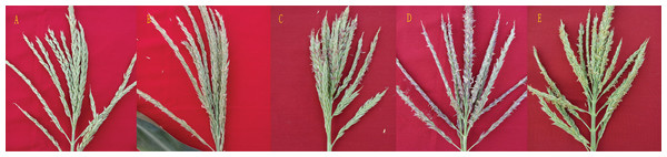 Different male fertility grades of maize anthers.