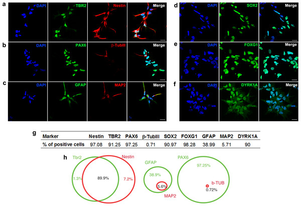 Characterization of neural progenitor cells derived from human embryonic stem cells.