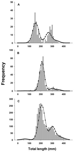 Observed length frequency histograms of lionfish collected from northeast Florida used in model validation.