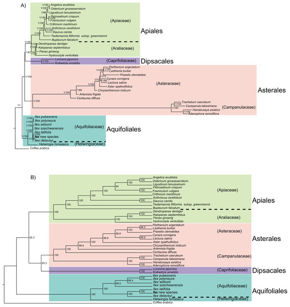 Phylogeny of 37 campanulid species using their complete chloroplast genomes.
