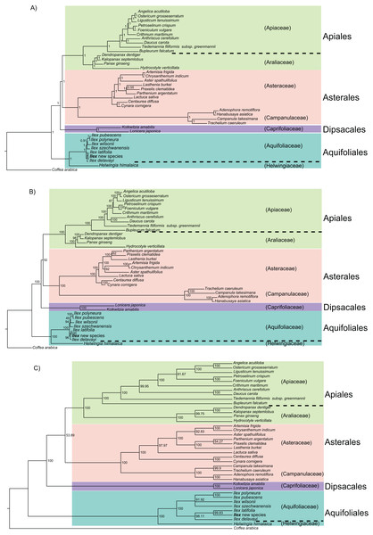 Phylogeny of 37 campanulid species using their 36 shared coding genes.