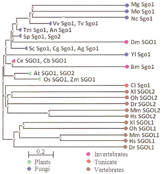 COBALT tree for 32 shugoshin proteins.