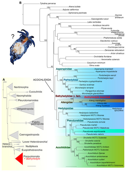 Phylogenetic hypothesis on the relationships of Bathyhedyle n. gen. (based on concatenated four marker dataset).