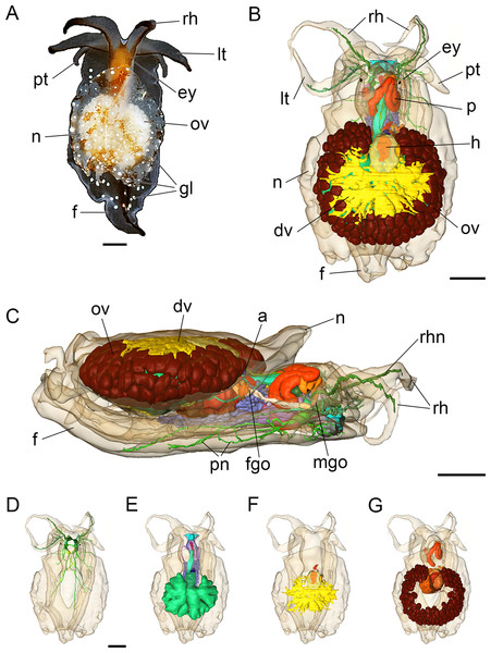 Photograph of a living specimen (A) and 3D reconstructions (B–G) of Bathyhedyle boucheti n. sp.