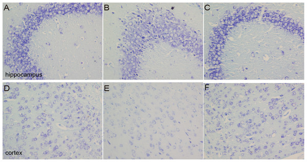 Images of Nissl staining.