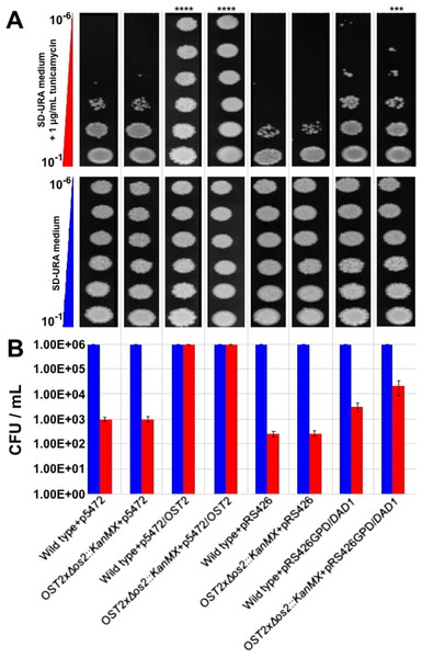Complementation of the yeast ost2 knockout strain with the B. braunii DAD1 cDNA.