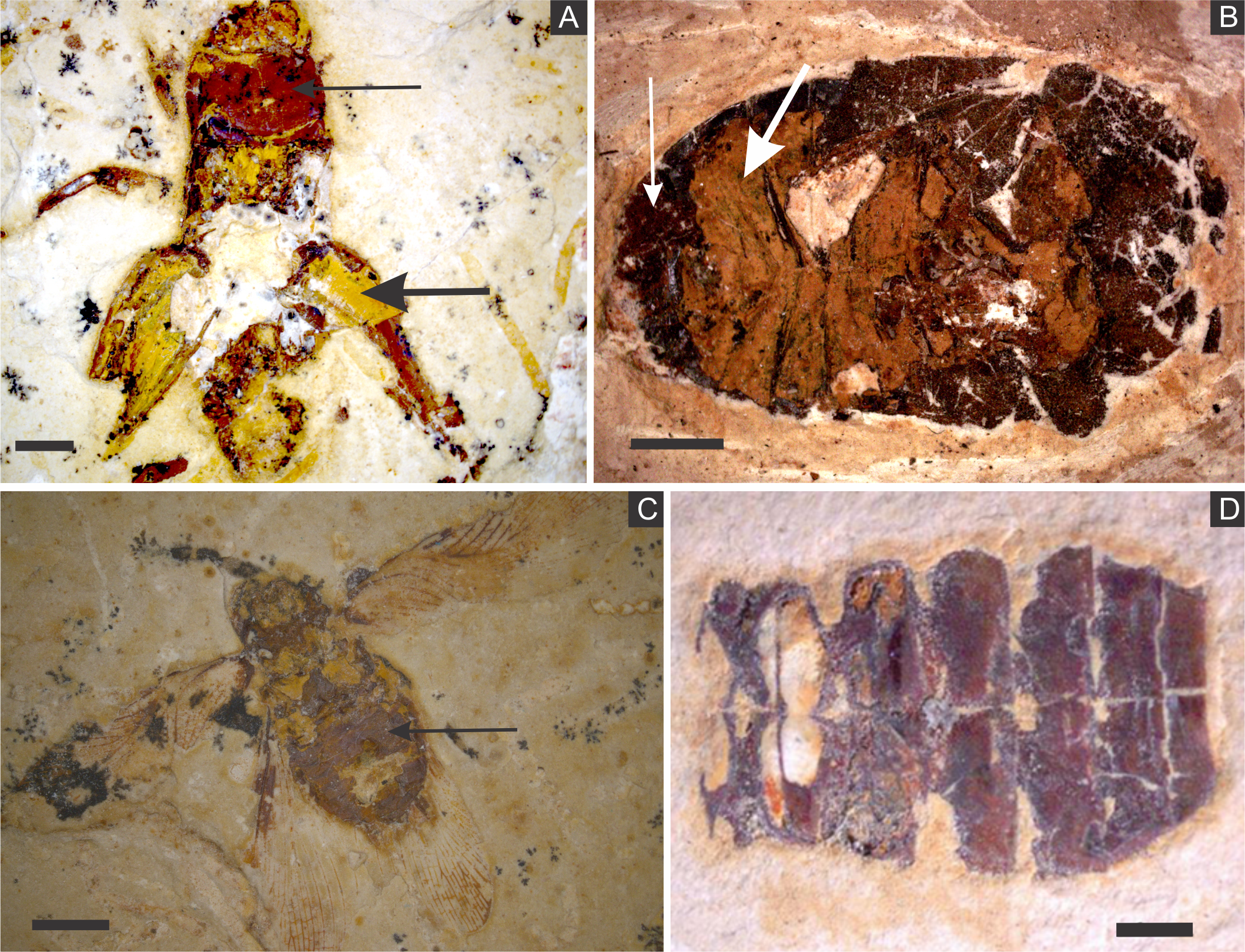 PDF) REPLACEMENT OF IRON SULPHIDES BY OXIDES IN THE DINOSAUR BONE FROM THE LANCE  FM. (WYOMING, USA) – PRELIMINARY STUDY
