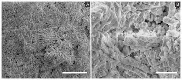 Scanning electron microscopy micrographs of putative muscular fibres.