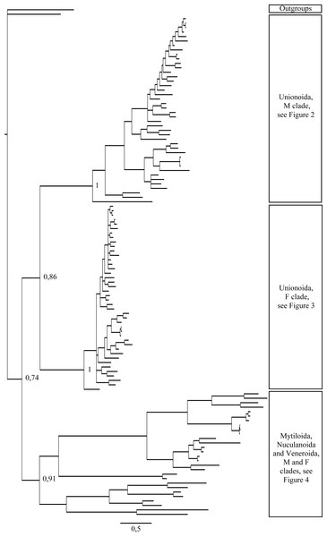 Bayesian inference majority-rule tree of bivalve cox1partial sequence.