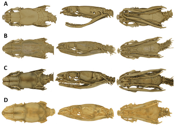 Micro-CT images of the dorsal (left), lateral (middle), and ventral (right) views of the skull of four species of Tantilla: T. tjiasmantoi sp. nov. from Peru (ZFMK 95238, A), T. capistrata from Lambayeque, Peru (ZFMK 85028, B), T. melanocephala from Santa Cruz, Bolivia (ZFMK 75041, C) and T. relicta from Florida, USA (ZFMK 84387, D).