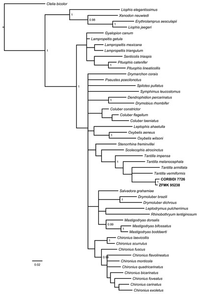 Bayesian consensus tree based on 788 bp of mitochondrial DNA (12S and 16S rRNA) of our specimens (CORBIDI 7726 and ZFMK 95238) and 48 further species representing 27 genera of American colubrid snakes.