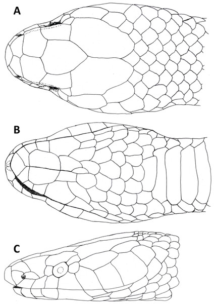 Dorsal (A), ventral (B) and lateral (C) views of head of female holotype of Tantilla tjiasmantoi sp. nov. from La Libertad, Peru (CORBIDI 7726).