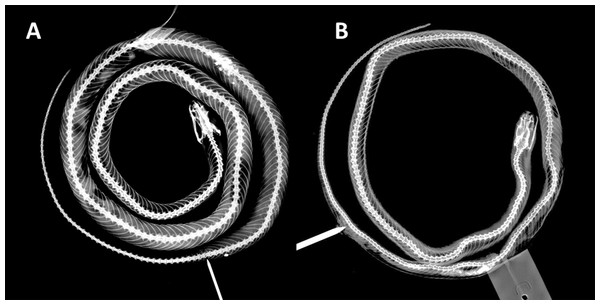 X-ray photographies of body of Tantilla tjiasmantoi sp. nov. from La Libertad, Peru (needle marks the cloaca): female holotype CORBIDI 7726 (A) and male paratype ZFMK 95238 (B).