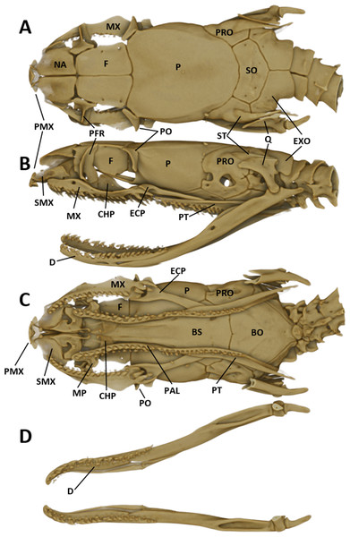 Micro-CT images of the male paratype of Tantilla tjiasmantoi sp. nov. from La Libertad: dorsal (A), lateral (B), and ventral views of the skull (C, lower jaw removed), and dorsal view of lower jaw (D).