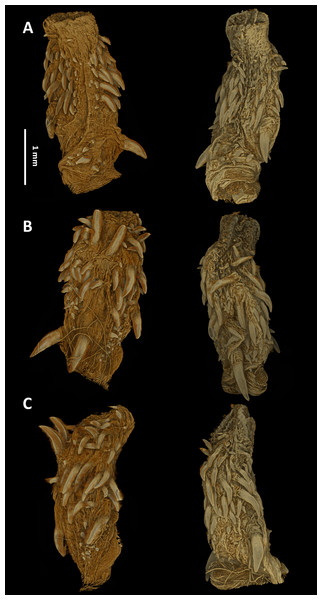 Micro-CT images of the hemipenes of the male paratype of Tantilla tjiasmantoi sp. nov. from La Libertad: sulcate (A), asulcate (B), and lateral views (C) of the left (left) and right (right) hemipenis.