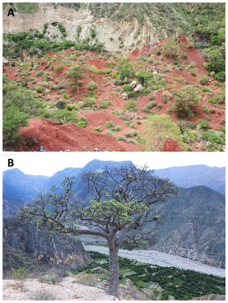 Habitat and localities of the holotype of Tantilla tjiasmantoi sp. nov. CORBIDI 7726 near Laguna de Pías, La Libertad, Peru (A), and male paratype ZFMK 95238 near Santa Rosa de Marcamachay, La Libertad, Peru (B).