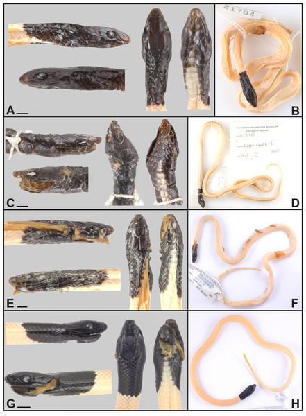 Type series of Rhynchocalamus dayanae sp. nov.