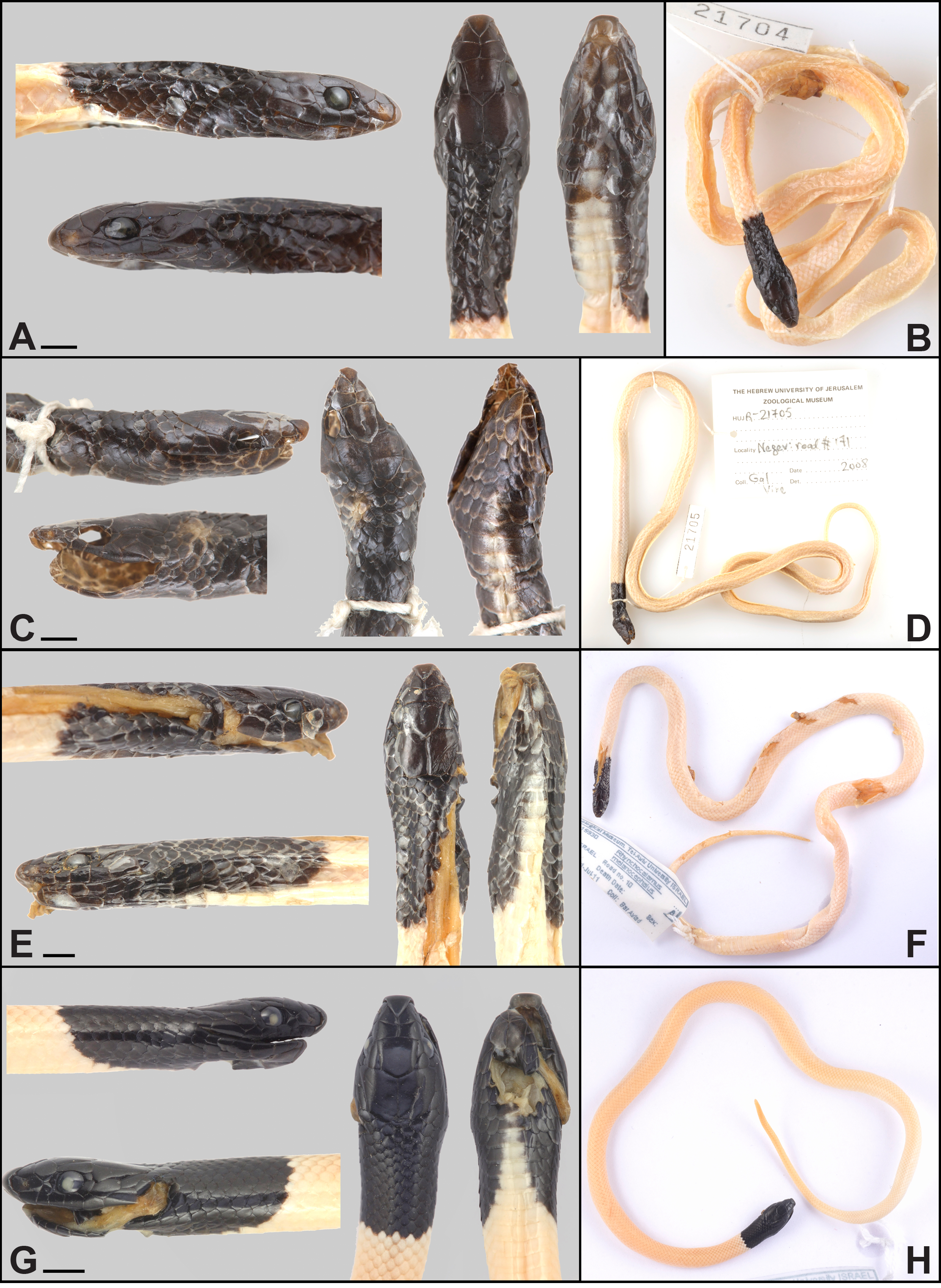 An integrative systematic revision and biogeography of Rhynchocalamus ...