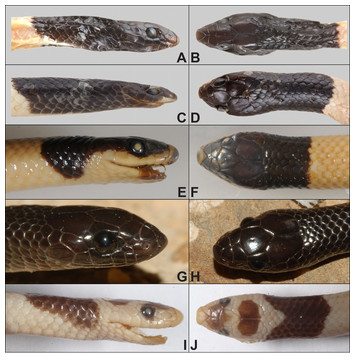 An integrative systematic revision and biogeography of Rhynchocalamus ...