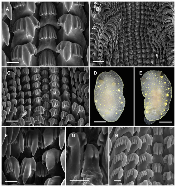 Radular and extrenal morphology of Cadlina spp.