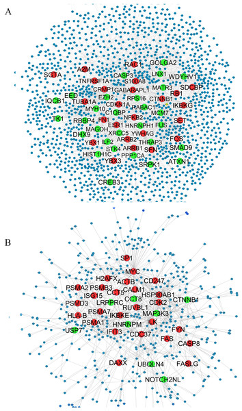 QQPPI networks generation by mapping of differentially expression genes on PPI data.