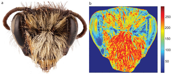 Entropy image of the face of a native New Zealand solitary bee Leioproctus paahaumaa (A) and the corresponding entropy image (B).
