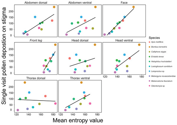 Relationships between mean entropy for each body region and mean single visit pollen deposition (SVD) on Brassica rapa for 10 different insect pollinator species.