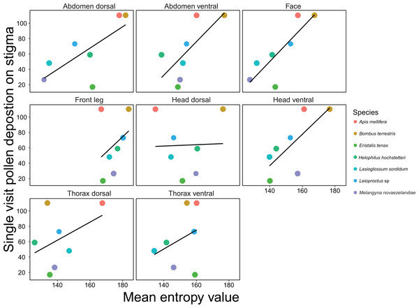 Relationships between mean entropy for each body region and mean single visit pollen deposition (SVD) on Actinidia deliciosafor 7 different insect pollinator species.