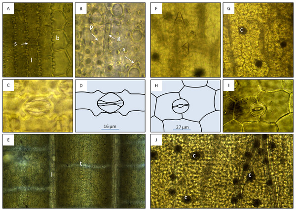 Macroscopic features of bamboo tea products (A–D) and bamboo leaf samples (E and F).
