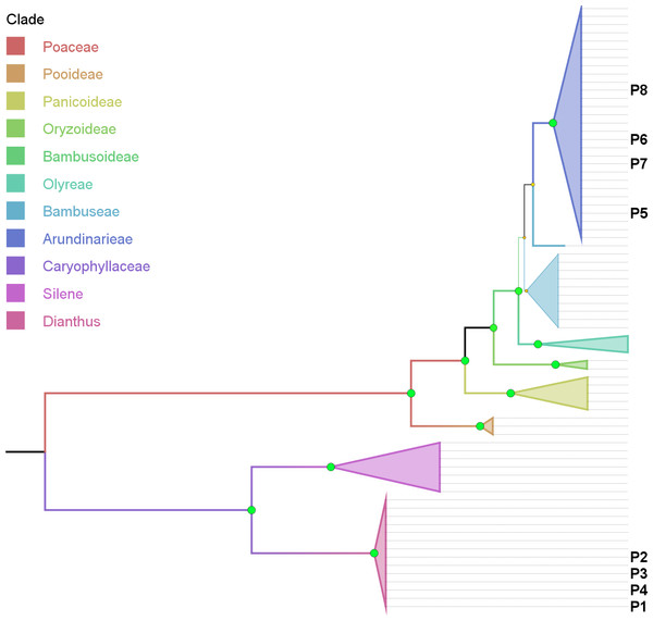 Phylogenetic tree based on combined cytoplasmic sequence data using Maximum Parsimony (MP).