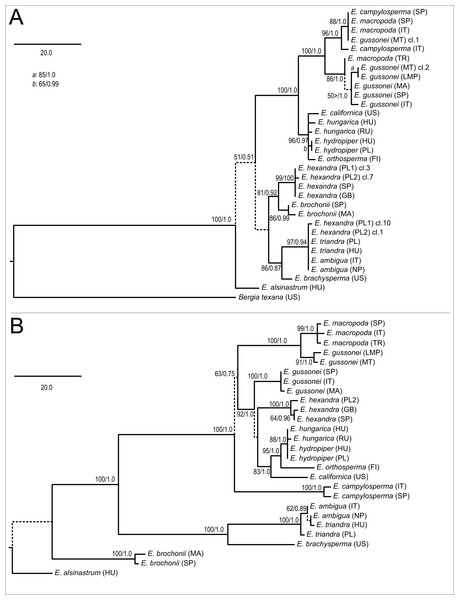 Phylogenetic trees reconstructed using the nrITS (A) and plastid (B) matrices.