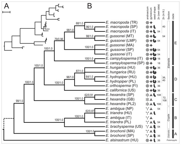One of the two MPTs resulted from MP analysis of the combined (nrITS+plastid accD-psaI, psbJ-petA, ycf6-psbM-trnD) sequences displayed as a phylogram (A) and as a cladogram (B).