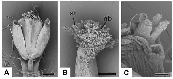 Anthesis of pistillate flowers of dimerous species of Paepalanthus (SEM).