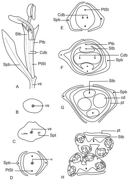 Schematic representation of the vascularization of staminate flowers of P. elongatus.