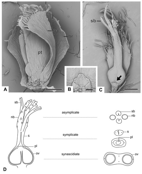 Organography of pistillate flowers of dimerous species of Paepalanthus.